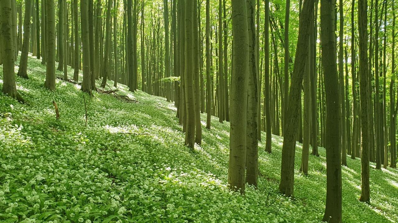 Kaline 2 Daire Wildflecken Dış mekan fotoğraf